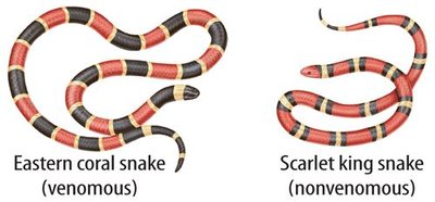Batesian mimicry: coral snake and king snake