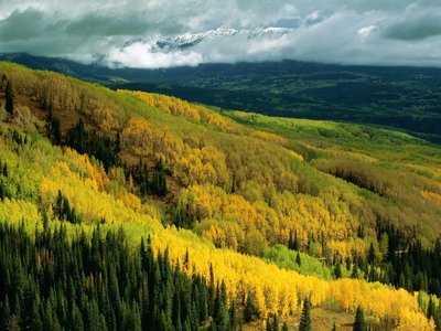 Dominant species in a forest