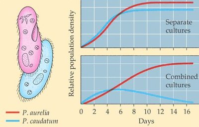 Competitive exclusion experiment with Paramecium