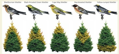 Resource partitioning among warblers