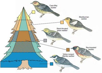 Diagram of warbler species using different parts of a tree