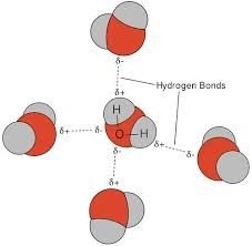 Hydrogen bonding between water molecules