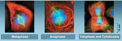 Fluorescent micrographs of metaphase, anaphase, telophase/cytokinesis