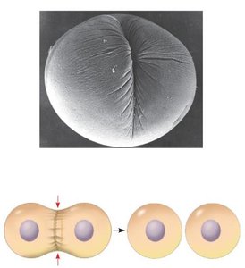 Cleavage furrow and contractile ring during cytokinesis