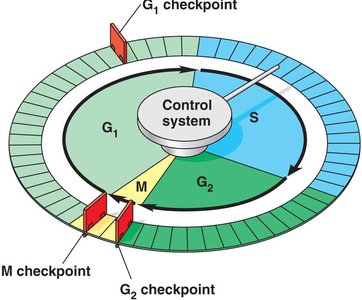 Diagram of cell cycle control system with checkpoints