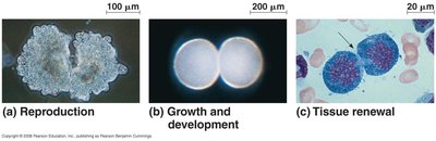 Examples of cell division: reproduction, growth and development, tissue renewal