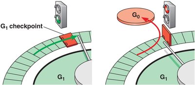 G1 checkpoint and G0 phase decision