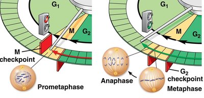 M checkpoint and metaphase-anaphase transition