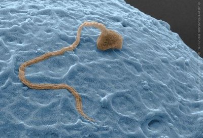 Sperm cell on egg surface