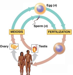 Diagram of the human life cycle showing meiosis and fertilization