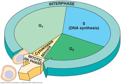 Diagram of the cell cycle with G1, S, G2, and M phases