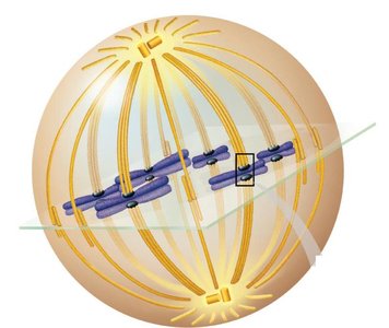 Diagram of the mitotic spindle with labeled structures