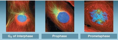 Fluorescent micrographs of G2, prophase, and prometaphase