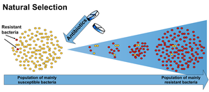 Natural selection: evolution of antibiotic resistance in bacteria
