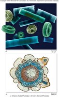 Microscopic images of cells