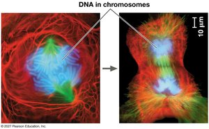 DNA in chromosomes during cell division