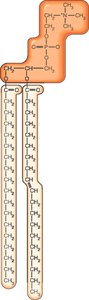 Peptide bond formation between amino acids