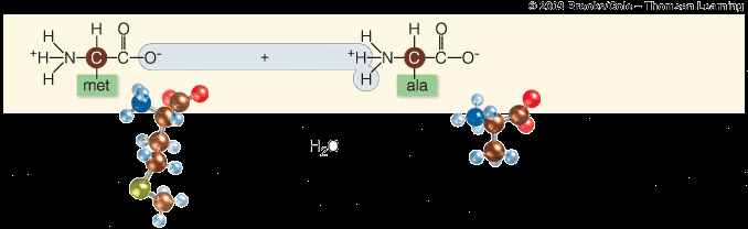 Dipeptide formation