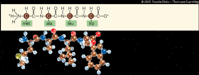 Polypeptide chain
