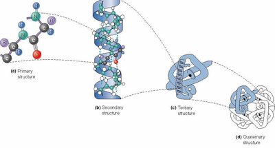 Levels of protein structure