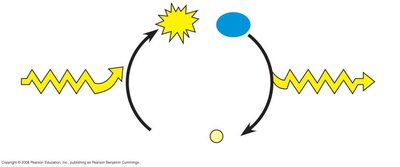 Enzyme-substrate complex and induced fit model