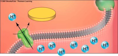 ATP synthase and chemiosmosis