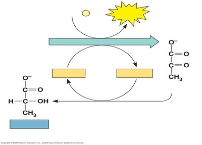 Lactic acid fermentation pathway