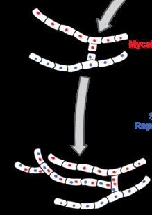 Fungal sexual reproduction: plasmogamy and dikaryotic stage