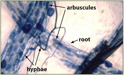Arbuscular mycorrhizal fungi in plant roots
