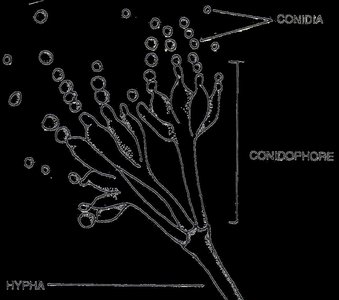 Ascomycete reproductive structures