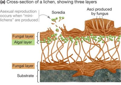 Lichen thallus