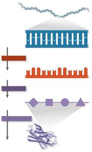 Diagram showing DNA, RNA, amino acids, and protein synthesis