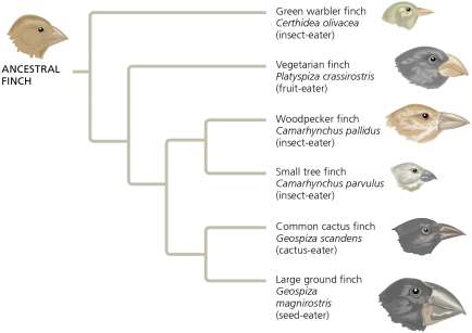 Evolutionary tree of finch species