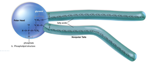 Phospholipid structure