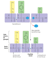 Peptide bond formation between amino acids