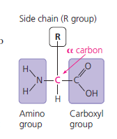 Peptide bond formation and polypeptide chain