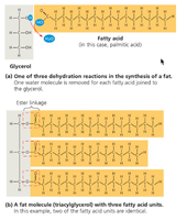 Synthesis of a fat molecule (triglyceride)