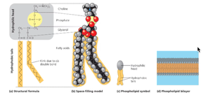Phospholipid structure and bilayer formation