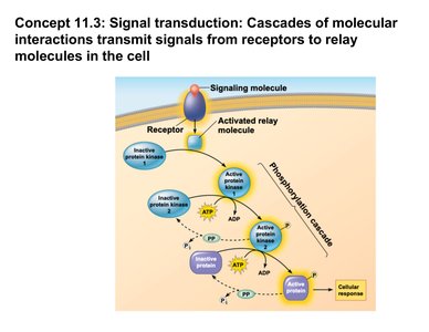 Phosphorylation cascade in signal transduction