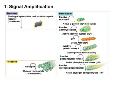 Signal amplification in a G protein-coupled pathway