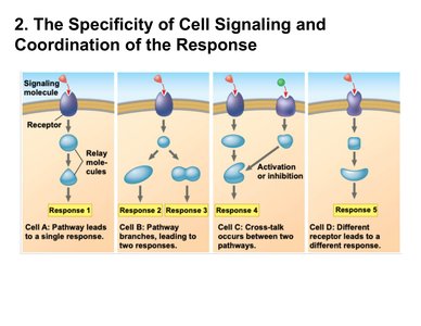 Specificity and coordination of cell signaling responses