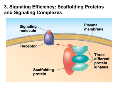 Scaffolding proteins and signaling complexes