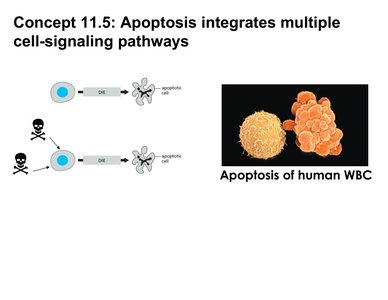 Apoptosis integrates multiple cell-signaling pathways