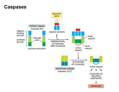 Caspases in apoptosis