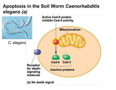 Apoptosis in C. elegans without death signal