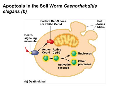 Apoptosis in C. elegans with death signal