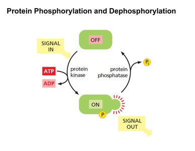 Protein phosphorylation and dephosphorylation cycle