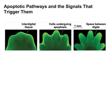 Apoptotic pathways in embryonic development