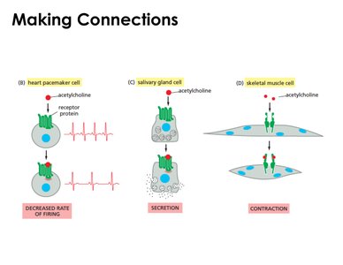 Diversity of cellular responses to acetylcholine