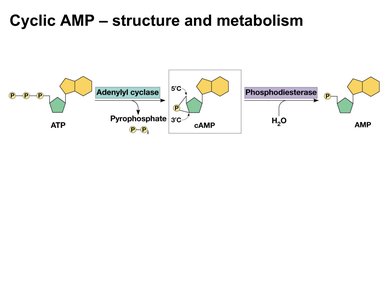 cAMP structure and metabolism
